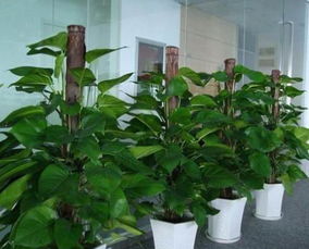 养护小技巧，让绿植梗健康