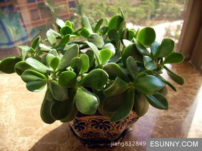 水培植物新潮流