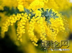 金合欢花语中蕴含的深意是如何传承至今