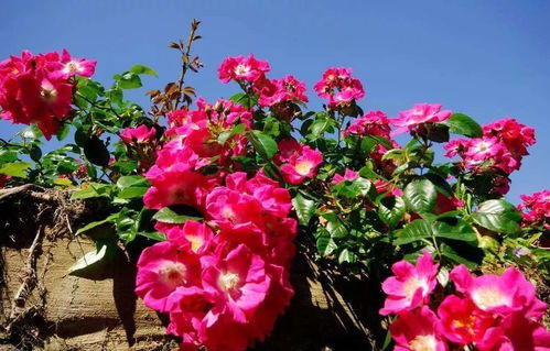 芙蓉花怎么养？学会这几招