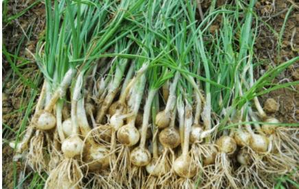 “吃过5种算你牛！这100种野菜名字