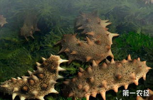 海参养殖模式：利用海洋或人工池塘