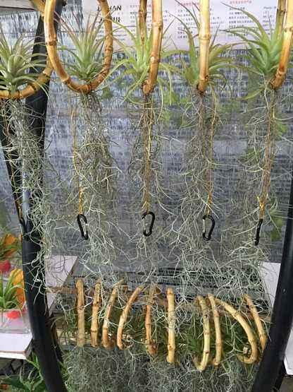 空气凤梨老人须怎么养？如何让它们在室内绽放生机