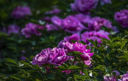 花海中妖艳魅惑的花卉是哪种？揭秘代表魅惑的花朵之谜