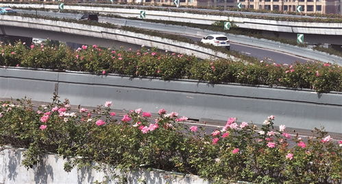 迎接世园会， 花开锦城