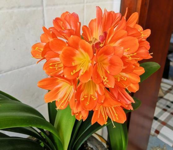 水仙花种植步骤中，如何避免水仙花烂根