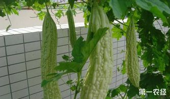 夏季种植， 这些蔬菜Zui应景