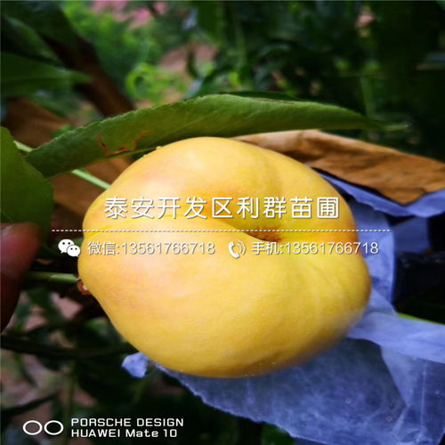 挑选优质苗木， 事半功倍