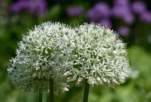 种草新手必堪：六月种草攻略， 教你如何选对品种，避开种植陷阱