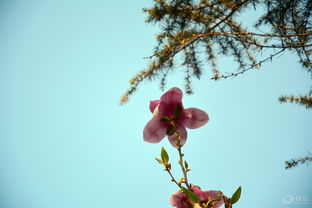 玉兰花播种后15-20天左右就会发芽