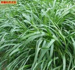黑麦草生长广泛，用途广泛