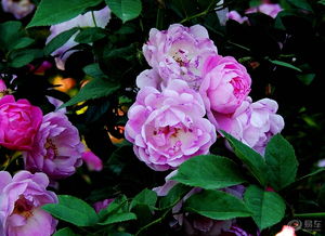 月季园里的花种繁多