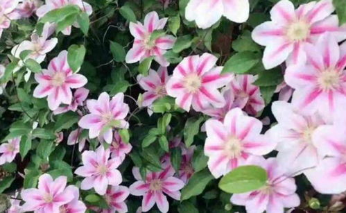 反面教材：美人蕉种排水沟边上，后来啊雨季全烂根