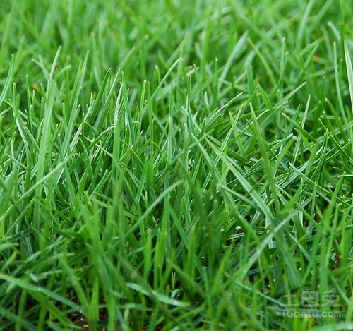 马尼拉草坪的广泛分布