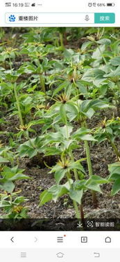 海拔差异，催芽时间的讲究