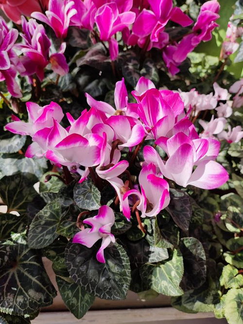 品种多， 好kan的不计其数