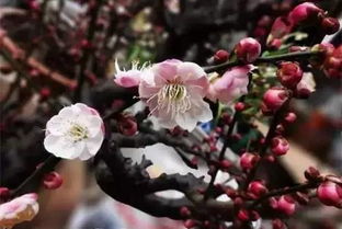 梅花的耐寒温度大揭秘