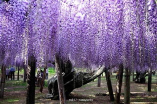 种植密度，要讲究技巧