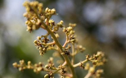 风龄花花期短，是不是品种问题呢？