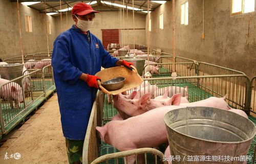 如何避免与饲料厂合作养猪时踩坑？新手如何选择合适的合作方案？