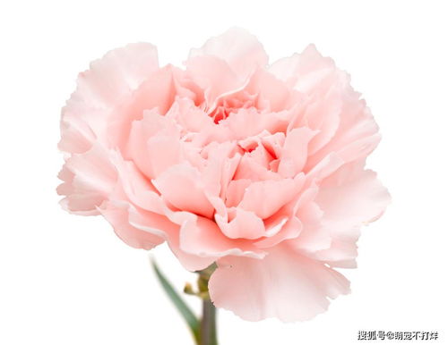 康乃馨为什么不能吃？含有毒素