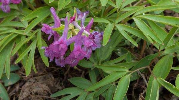 延胡索种植前景广阔，市场需求稳定增长