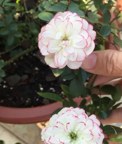 粉色花朵，春天里的浪漫信使