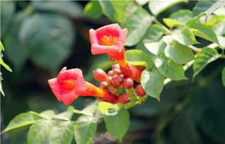 凌霄花夏季移栽要点，畜牧养殖必备知识