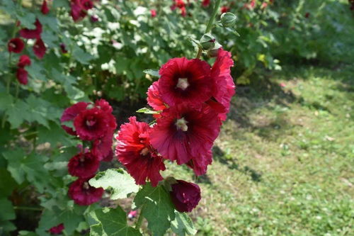 蜀葵， 夏日里的阳光玫瑰