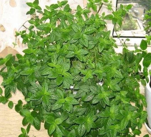薄荷高效栽培技巧：如何打造爆盆的薄荷花坛？