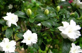 六月雪，这个神奇的植物，真的嫩净化空气吗？