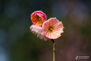 群花之魁，究竟何花独领风骚