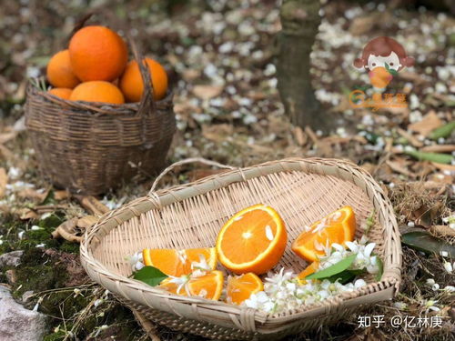 橙子贮藏保鲜标准：针对橙子储存过程中保持其品质和延长保鲜期的技术规范