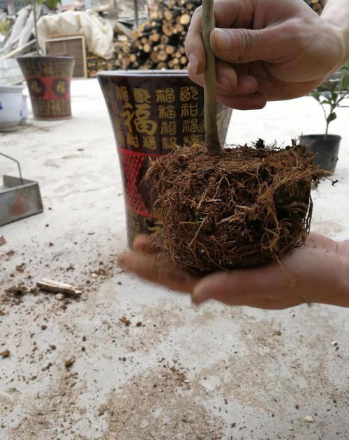 肥料， 肥料，还是肥料