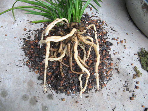 石菖蒲：水边生长的药界明星