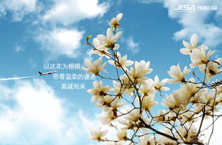 新花语：坚韧绽放