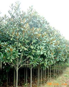 移栽时机：春暖花开时