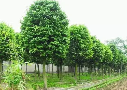 树木种类与特点