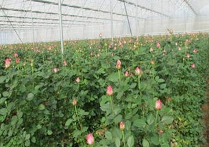 芍药的种植和管理要点