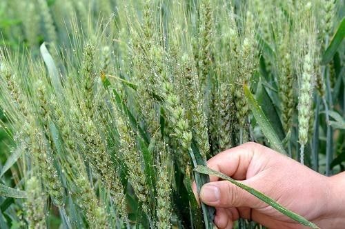 小麦孕穗期， 芸苔素喷喷喷