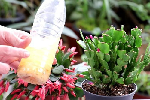 蟹爪兰施肥小贴士：让花朵绽放如雨