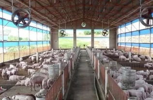 创新猪场产保舍设计，打造高效农业养殖模式