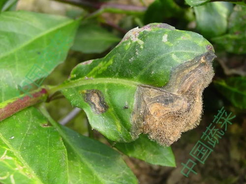 病因探究：天气、 土壤、管理，皆有可Neng