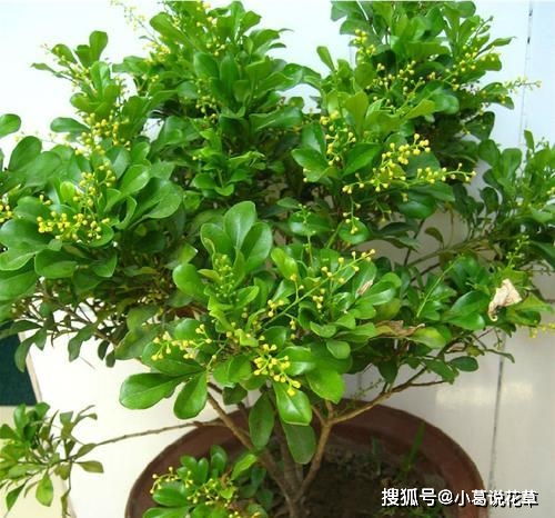 配土配方，让米兰花梗健康