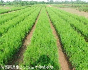 河南淅川：年供应量超200万株