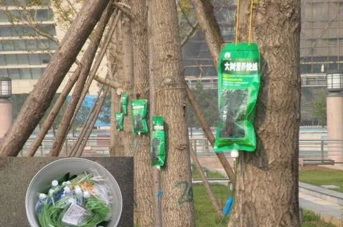 花境浇水， 细腻入微