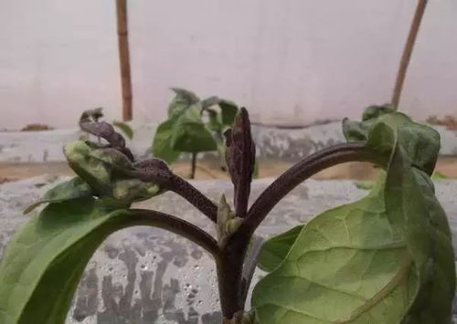 丁草胺与二甲戊灵混合：土壤与作物影响探秘