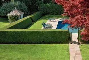 绿篱：美化环境的绿色守护者