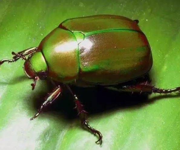 生物杀虫剂：金龟子绿僵菌