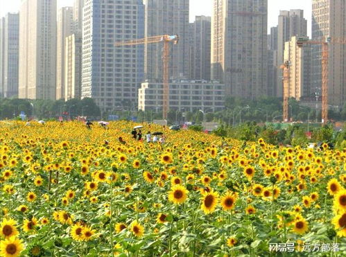 波斯菊寓意与传说：花卉中的庄重与美丽象征